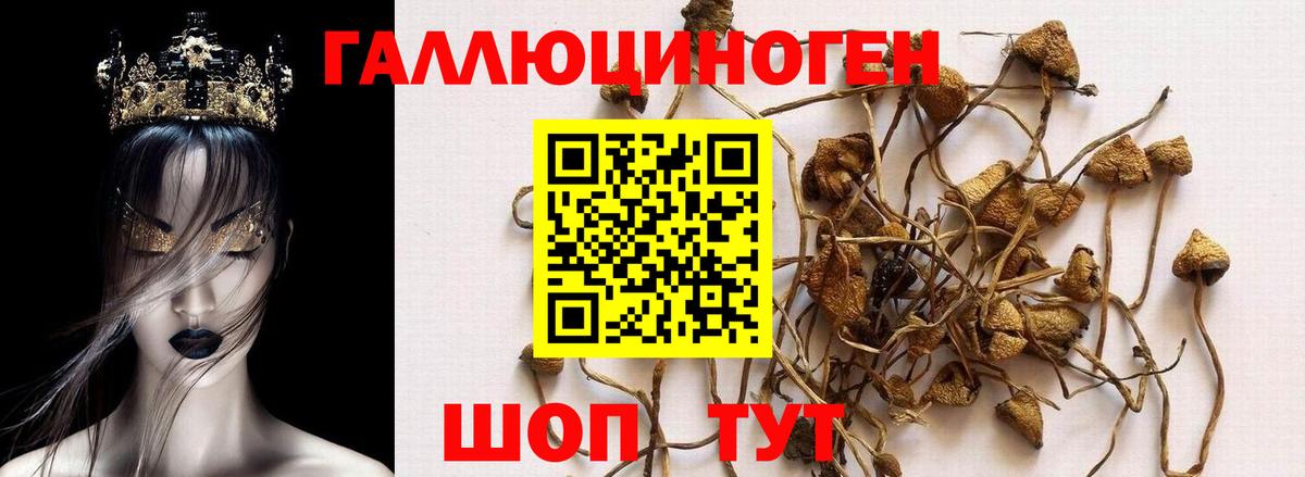 Псилоцибиновые грибы GOLDEN TEACHER Комсомольск-на-Амуре